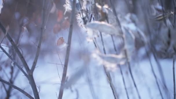 Asclepias syriaca invierno — Vídeos de Stock