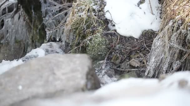 Mountain stream — Stock Video