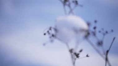 Dalları üzerinde kar yağışı