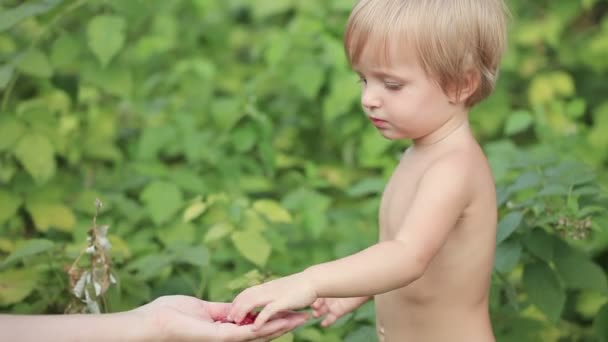 Baby eats raspberries — Stock Video