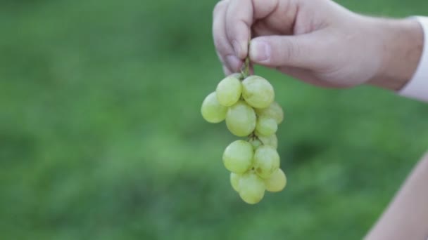 Плоды винограда в руке — стоковое видео