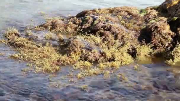 पत्थर पर समुद्री शैवाल — स्टॉक वीडियो