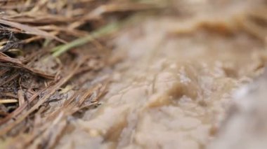 Makro Mount akışı