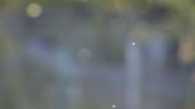 Sivrisinekler gün batımında