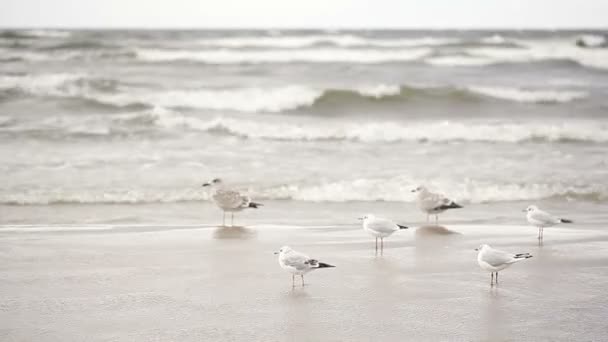 Seagulls on beach — Stock Video