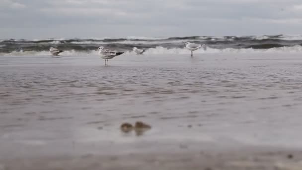 Чайка на пляже — стоковое видео