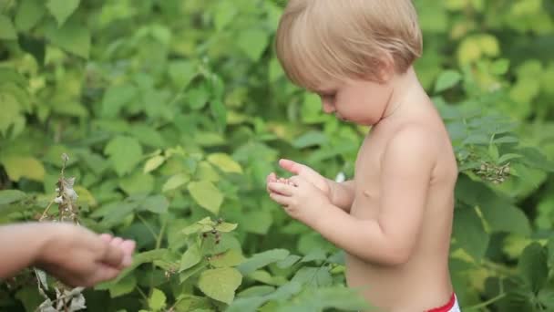 Ребенок ест малину — стоковое видео