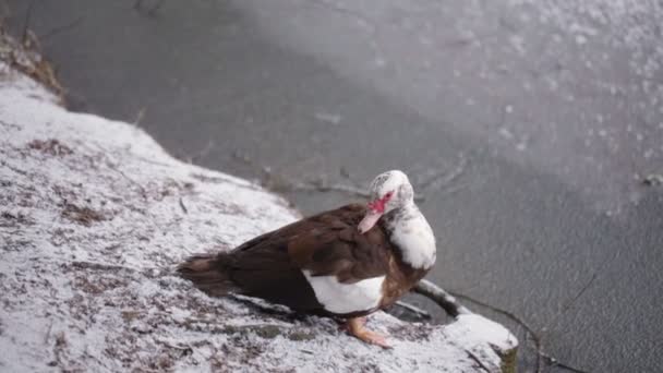 Утка гордится своими перьями — стоковое видео