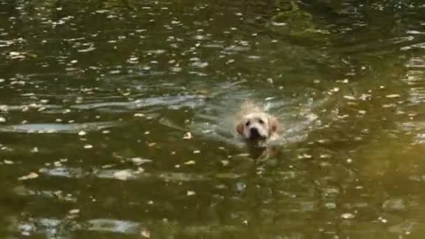 Chien nage sur un lac 