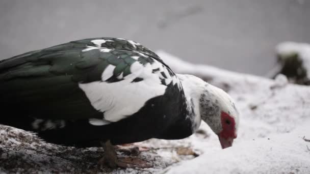 Patos perto da lagoa — Vídeo de Stock