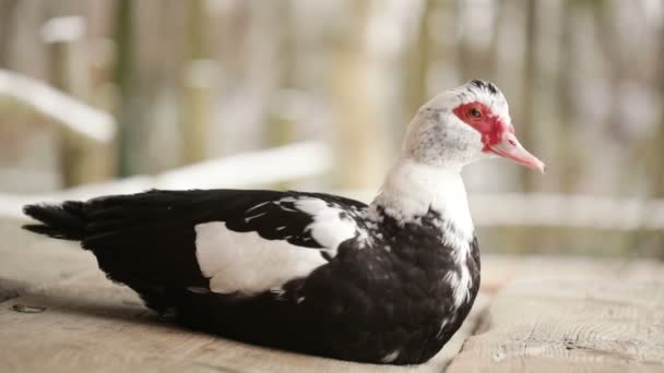 Pato sentado — Vídeos de Stock