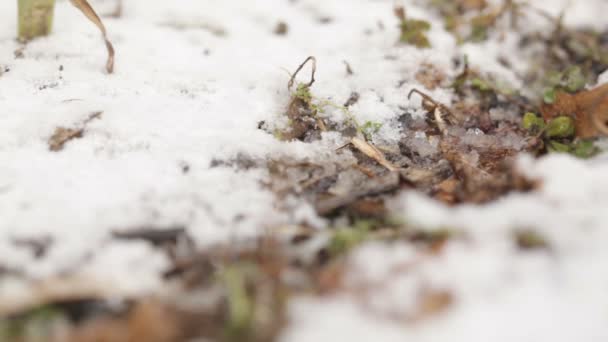 Smeltende sneeuw gras — Stockvideo