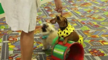 Eğitimli köpekler