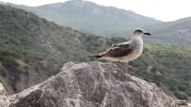martı taş