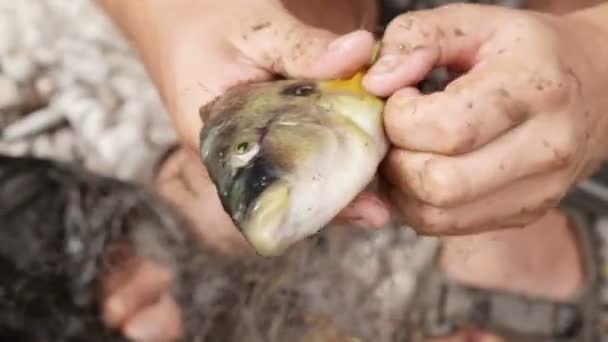 Befreiung der Fische aus dem Netz — Stockvideo