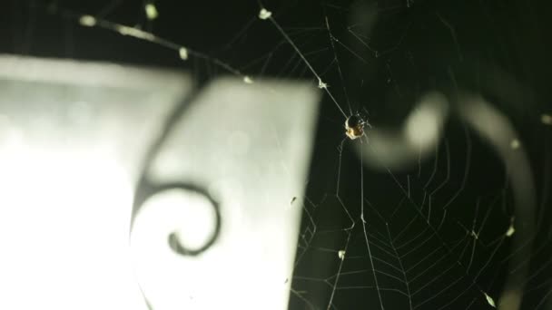 蜘蛛狩猎 — 图库视频影像