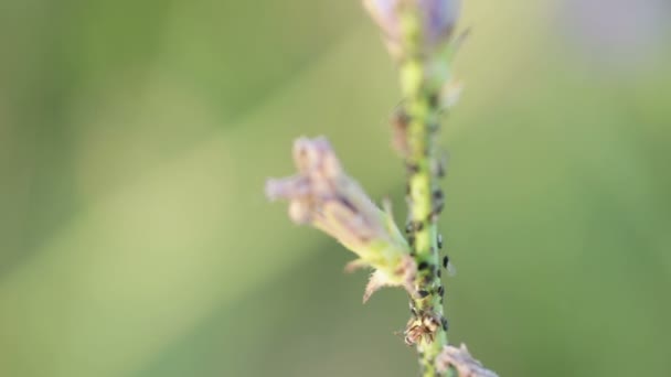 Muravei traire tlyu sur tige 