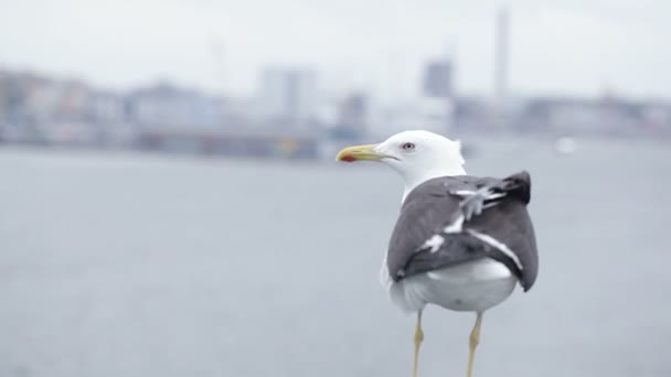 Seagull on city background — Stock Video