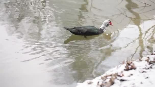 Duck swims — Stock Video