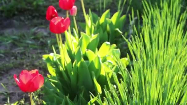 Červené tulipány — Stock video