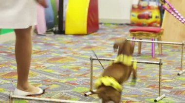Performansları köpekler