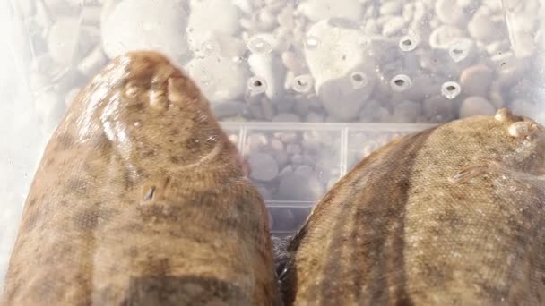 捕获的海水鱼 — 图库视频影像