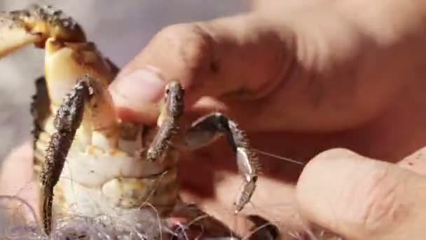 Crab é liberado de redes — Vídeo de Stock