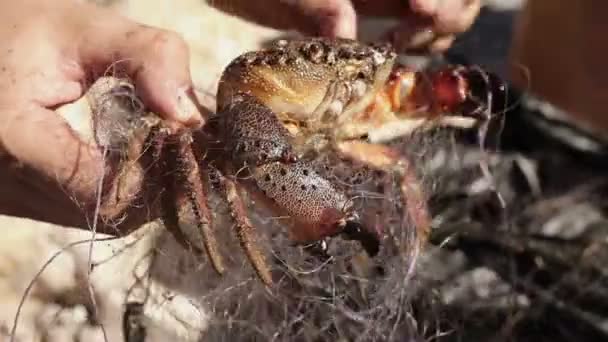 Crab släpper från nätverk — Stockvideo