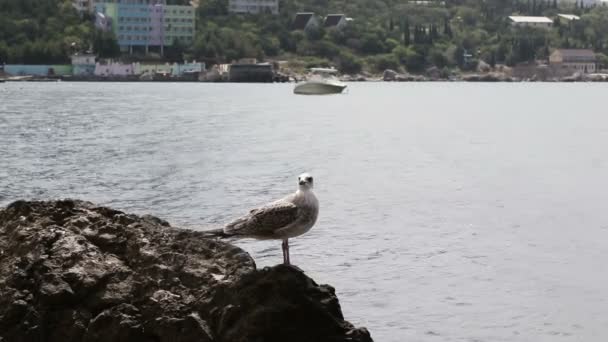 石の海岸にカモメ — ストック動画