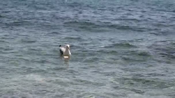 Gaviota sobre agua de mar — Vídeos de Stock