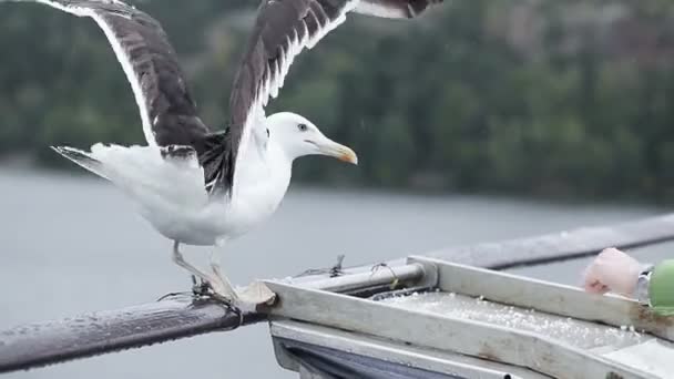 Feeding seagulls — Stock Video