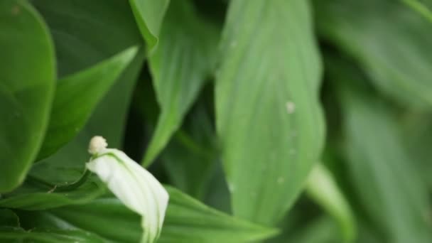 Del vertikala väggen blommor — Stockvideo