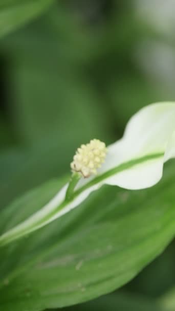 Part Vertical wall flowers — Stock Video