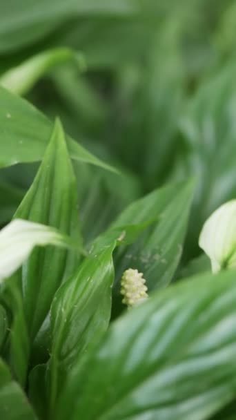 Parts Vertical wall with flowers — Stock Video