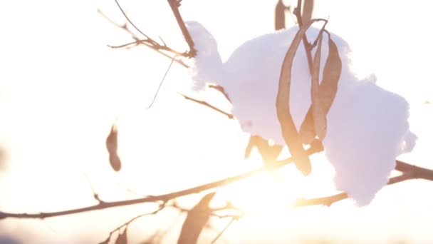 Nieves en las ramas sol retroiluminado — Vídeo de stock
