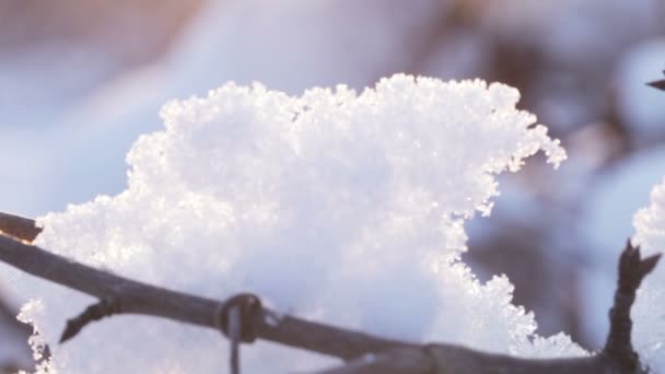 Nieves en las ramas sol retroiluminado — Vídeos de Stock