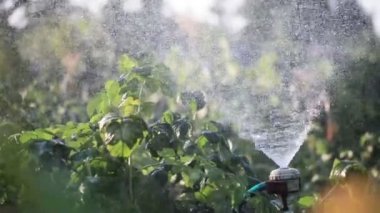 Sulama bahçeleri doğa'nın