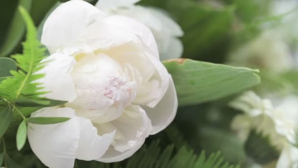 Pivoine blanche — Video