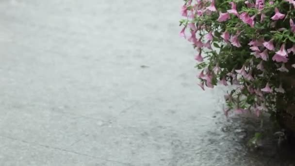 Regen auf Granitstufen mit Dekoration — Stockvideo
