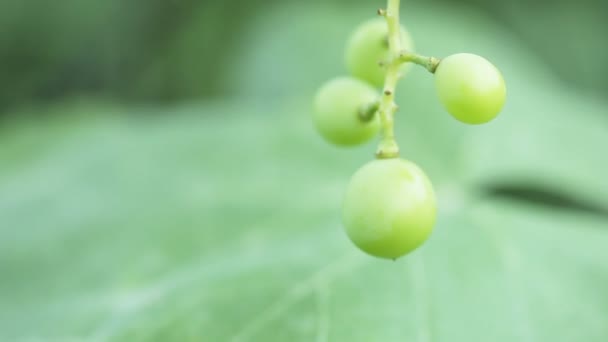 Незрілі винограду — стокове відео