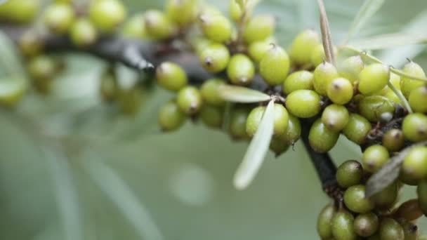 Onrijpe Seabuckthorn — Stockvideo