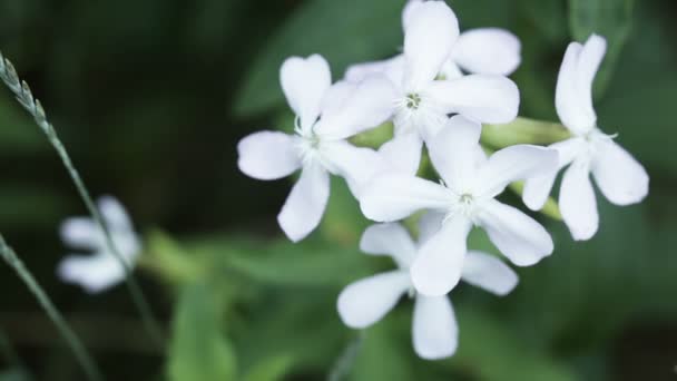 Weiße Sommerwildblumen — Stockvideo