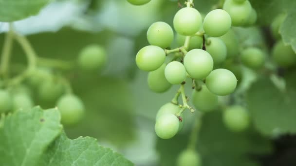 Unripe grapes — Stock Video