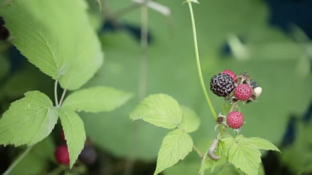 Black raspberries — Stock Video