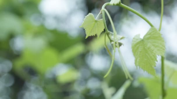 Uvas germinadas — Vídeos de Stock