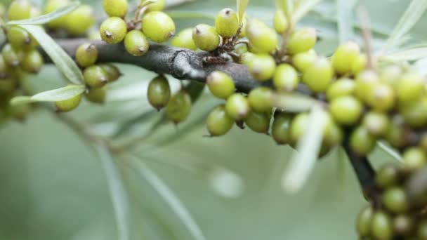 Onrijpe Seabuckthorn — Stockvideo