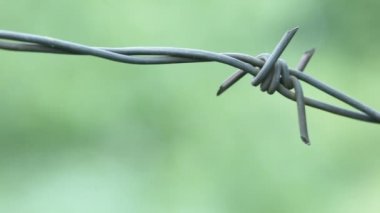 Champ de maïs à la récolte