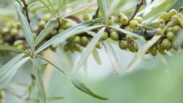 Onrijpe Seabuckthorn — Stockvideo