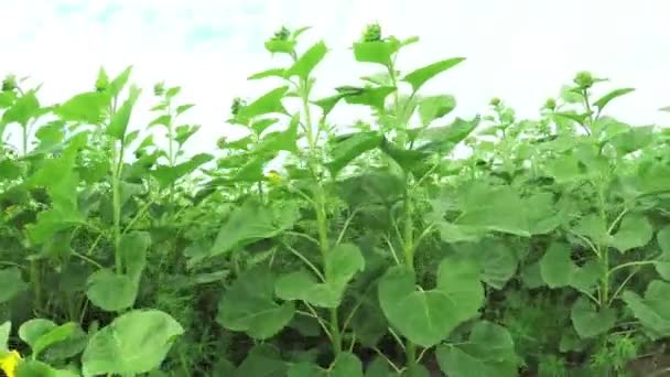 Sunflower field — Stock Video