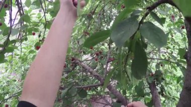 malzeme çekme çilek